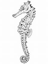 Seahorse Coloring Pages Realistic Printable Adult Color Template Categories Supercoloring Drawing Popular Online sketch template