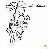 Monkey Swinging Coloring Getdrawings Drawing sketch template