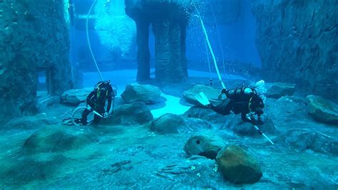 adas restricted occupational scuba   aquarium diver