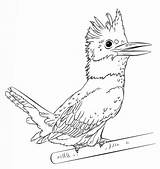 Kingfisher Vogel Belted Topkleurplaat Dieren sketch template