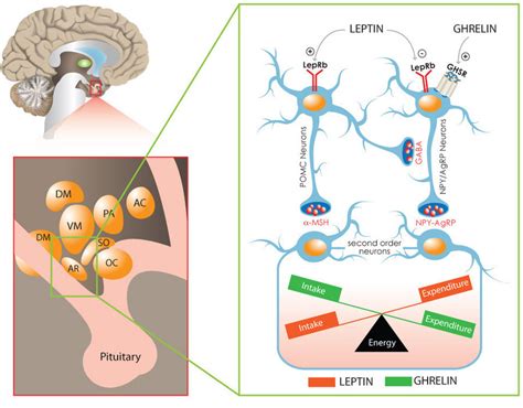 Sex And The Obesity Leptin And Ghrelin Cayman Chemical