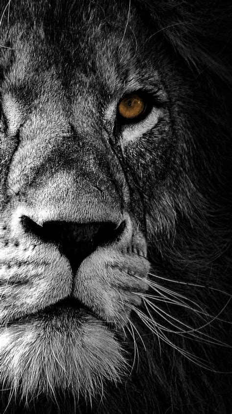 lion wallpaper  wild african predator black