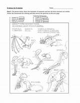 Forelimbs Evidence sketch template