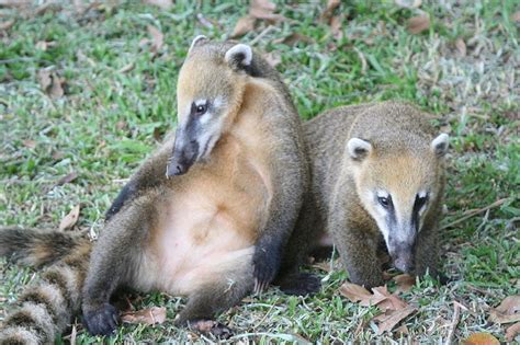 coati