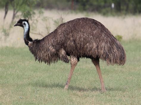 emu oil      good  hair growth  long