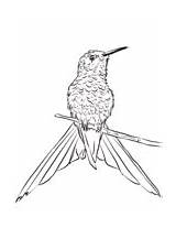 Coloring Hummingbirds Hummingbird Pages Swallow Tailed Perched Branch Throated Ruby Two sketch template