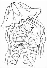 Jellyfish Coloringbay sketch template
