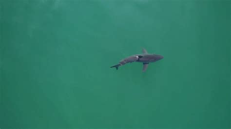 sharks turned    beach  called  drones   york times