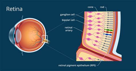 retina definition  detailed illustration