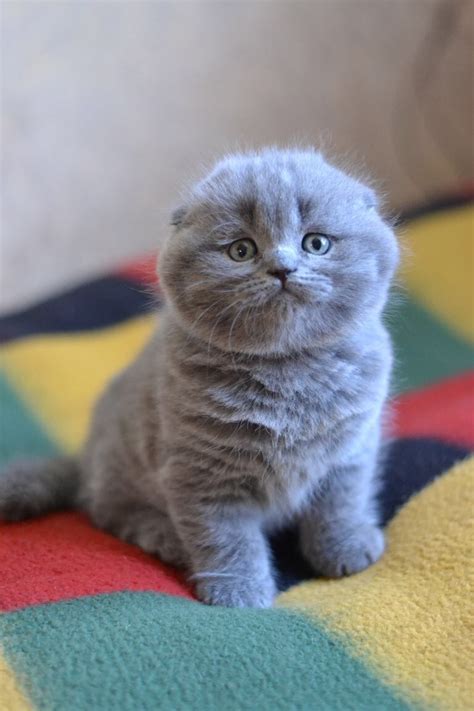 scottish fold kittens for sale miami