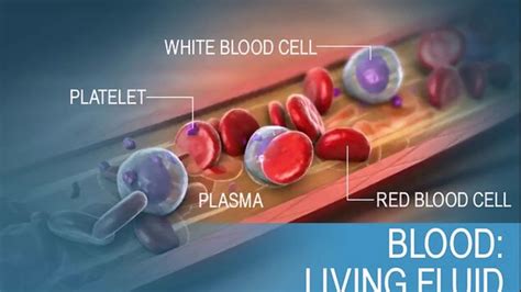 science blood living fluid youtube