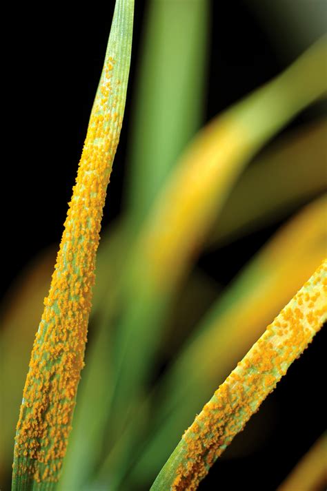 wheat lines  blades csiro  umn exhibit exceptional stem rust resistance   field