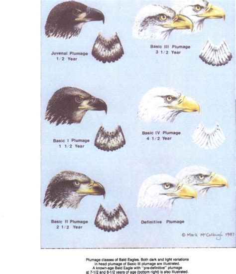 chart  identify eagle ages   wilson bulletin