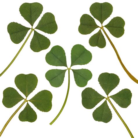Wholesale 5pc Real 4 Four Leaf Clover Irish Good Luck