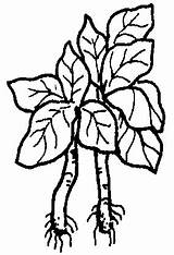 Bayam Mewarnai Sayur Sayuran Kartun Buah Menggambar Bbm Kawasan Sekitar Sekolah Laman Ilmu sketch template