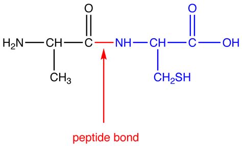 peptide bond chemistry libretexts