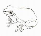 Frog Drawings Drawing Simple Frogs Tree Line Draw Realistic Step Life Easy Jumping Cycle Coloring Clipart Illustration Getdrawings Sketch Frosch sketch template