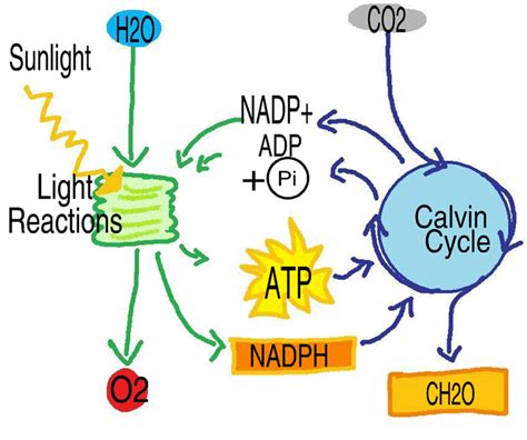 knowledge mechanism  photosynthesis