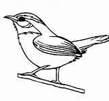 Ocell Pintar Silvestre Dibuix Dibuixos sketch template