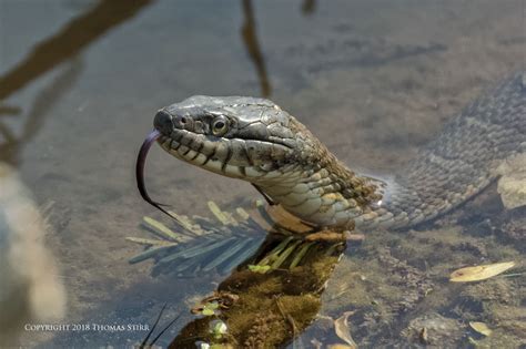 photographing northern water snakes small sensor photography  thomas stirr