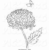 Chrysanthemum Getcolorings Designlooter sketch template