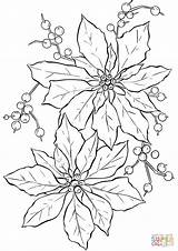 Ausmalbilder Weihnachtsstern Poinsettia sketch template
