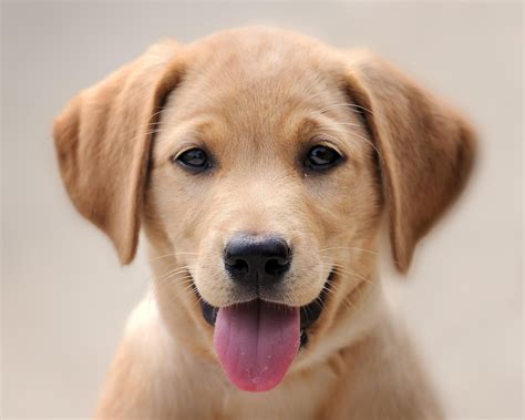 dog lick  face bad dog breath labrador retriever puppies