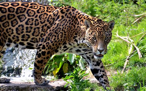 big cats jaguars rare gallery hd wallpapers