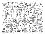 Rainforest Habitats Biomes Habitat Ecosystem Safari Zdroj Pinu sketch template