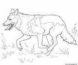 Wolf Grey Mexican Coloring Pages Gray Running Printable Drawing Head Realistic Color Draw Wolves Animals Kids Ausmalbilder Da Adults sketch template