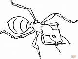 Hormiga Ant sketch template