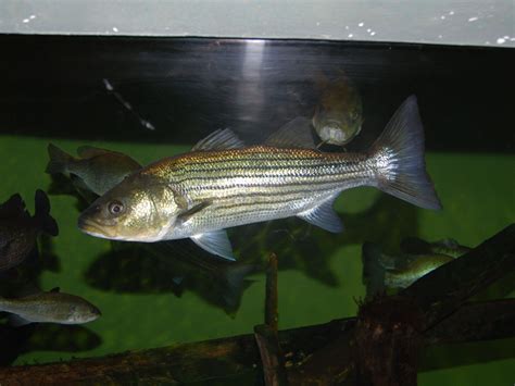 zoo striped bass