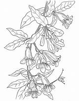 Trumpet Botany Colouring Wisteria Colorear Dover Honeysuckle Bordar Bunco Doverpublications Desene Imprimat Publications Pirograbado Kleurplaten Bezoeken Picturi Patrones Coloringhome Zentangle sketch template