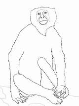 Monkey Coloring Colobus Designlooter Monkeys Langur 5kb 480px sketch template