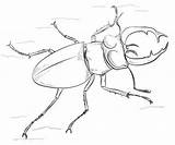 Escarabajos Volante Cervo Stag Supercoloring Escarabajo sketch template