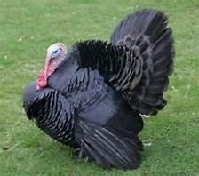 broad breasted black turkey dunlap hatchery