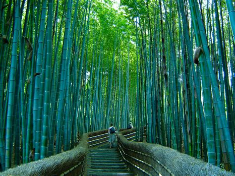 earth  wonderful world bamboo forest japan