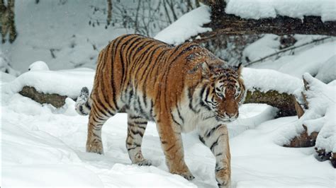 tiger  walking  snow field  daytime hd animals