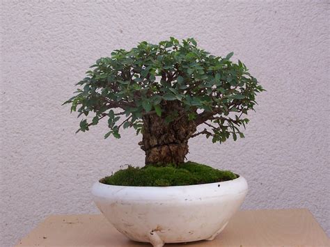jardin del bonsai zelkova nire