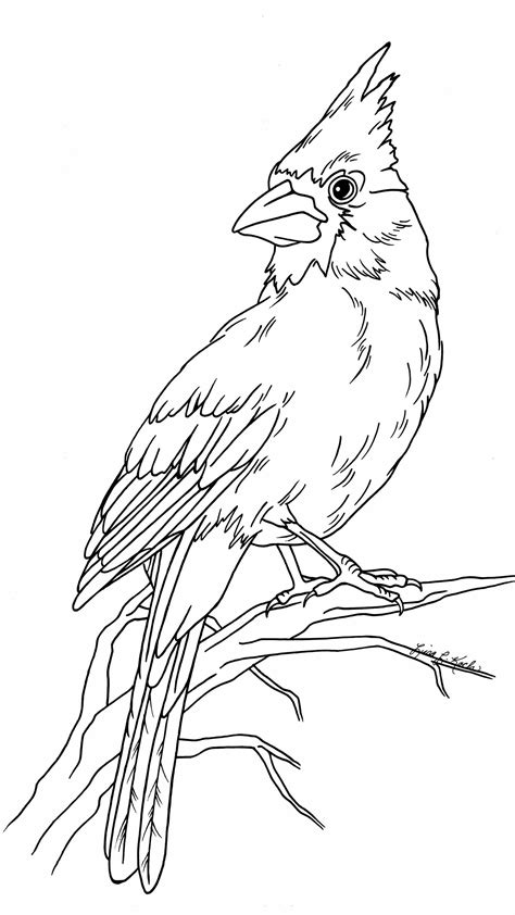 bird drawings animal drawings drawing sketches sketching birds