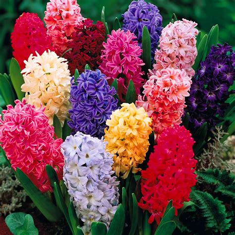 hyacinth  flowers express philippines