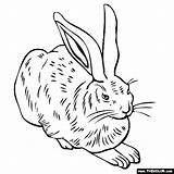 Albrecht Durer Hare Feldhase Thecolor Culture Rabbit Teenagers από αποθηκεύτηκε sketch template