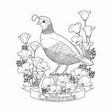 California Coloring Pages State Quail Quails Fresh Seal Getcolorings Printable Vector Poppy Getdrawings Colorin Drawing Botanical sketch template