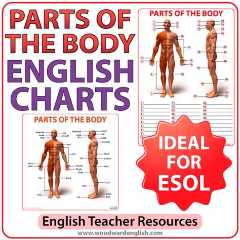 english parts   body charts woodward english