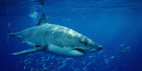 6 Lessons Great White Sharks Can Teach Us About Life Samantha Boardman Md