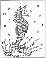 Seahorse Hippocampe Seepferdchen Marinho Cavalo Colorat Marins Konik Morski Seahorses Kolorowanki Marinos Caluti Marinhos Caballitos Ausmalbild Bestcoloringpagesforkids Cal Desene Colorier sketch template