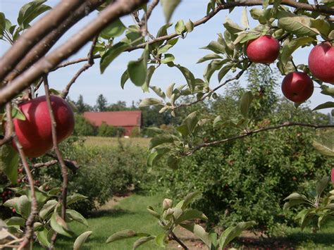 favorite apple orchards  madison wi speckled hen inn