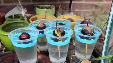 How To Grow Avocado From Seed In Water Youtube