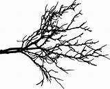 Branch Branches Twig Limb Branche Arbre Bare Pngitem Onlygfx Pimgs Pluspng Insertion 1622 sketch template