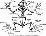 Skelett Frosch Frogs Amphibians Bullfrog Arbeitsblatt Vocal Klasse Reptiles Dissection sketch template